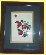 Juicy Apples & the Ladybird