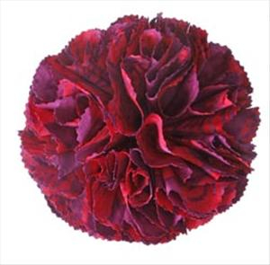 Flower Frill Templates - Large and Extra Large by Clover
